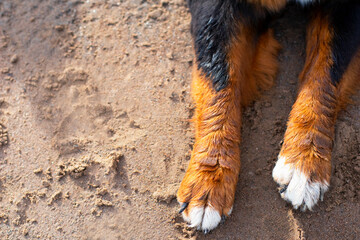 close-up of dog paws on the sand, pet on the beach. Copy Space