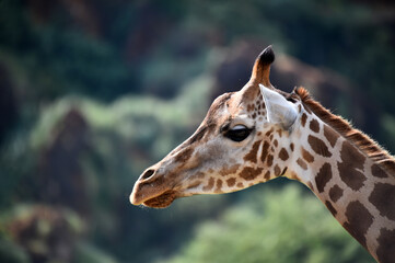 una preciosa jirafa en un safari