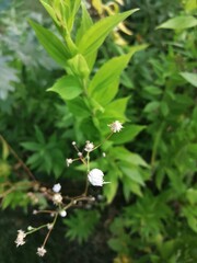 flowers in the forest