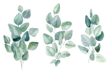 Set of leaves eucalyptus on isolated white background, watercolor illustration 