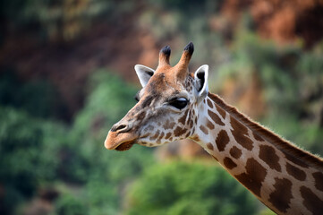 una preciosa jirafa en un safari