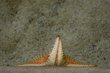 starfish hello