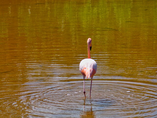 Flamencos de las islas galapagos