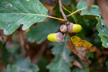 Fresh green acorns on organic branch