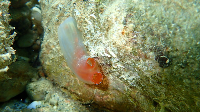 Sea squirt Red ciona (Ciona roulei) undersea, Aegean Sea, Greece, Halkidiki