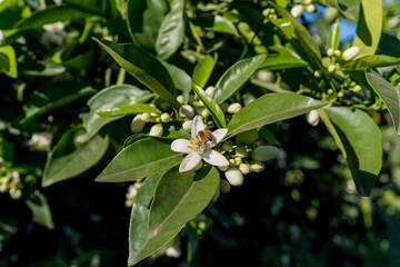 A bee on an orange flower feeds on a flower.
