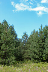 Fototapeta na wymiar Vertical shot of a pine forest with a meadow in front. Summer.