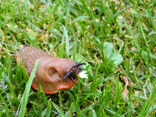 Babosa comiendo una flor en un césped