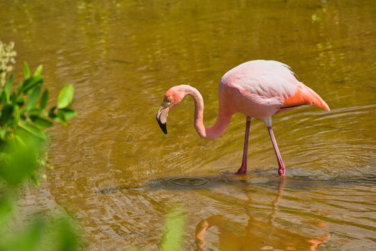Flamencos de las islas galapagos