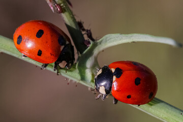 Close-up of a ladybird eating an aphid