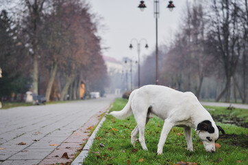 White lonely dog wandering  in the foggy park in the morning.