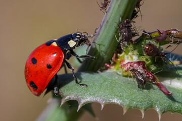 Close-up of a ladybird eating an aphid