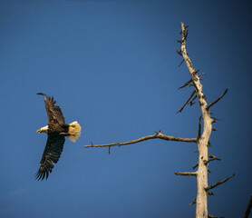 Aigle 1