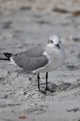 seagull on the beach