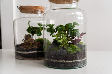 Small decoration plants in a glass bottle/garden terrarium bottle/ forest in a jar. Terrarium jar...