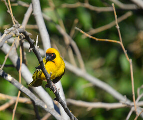 Southern masked yellow weaver , Ploceus velatus perched and working during breeding season