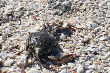crab on the beach