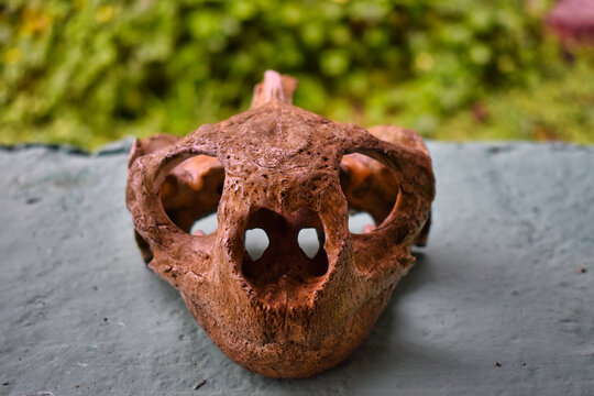 Tortugas gigantes de las islas Galapagos en Ecuador