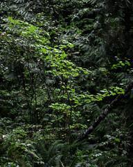 Tree standing out from the forest
