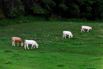 Obraz na płótnie Canvas Cows grazing in the clean Nature in the Rychlebske Mountains, Northern Moravia, Czech Republic 