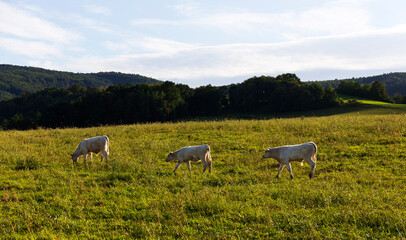 Fototapeta premium Cows grazing in the clean Nature in the Rychlebske Mountains, Northern Moravia, Czech Republic 