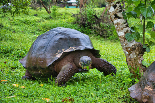 Tortugas gigantes de las islas Galapagos en Ecuador