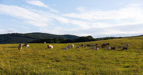 Obraz premium Cows grazing in the clean Nature in the Rychlebske Mountains, Northern Moravia, Czech Republic 