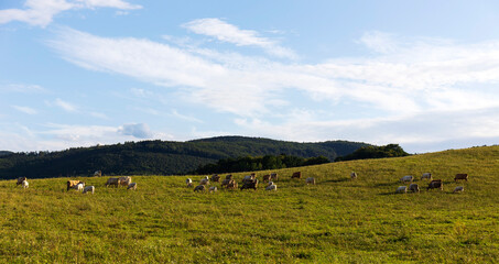 Fototapeta premium Cows grazing in the clean Nature in the Rychlebske Mountains, Northern Moravia, Czech Republic 