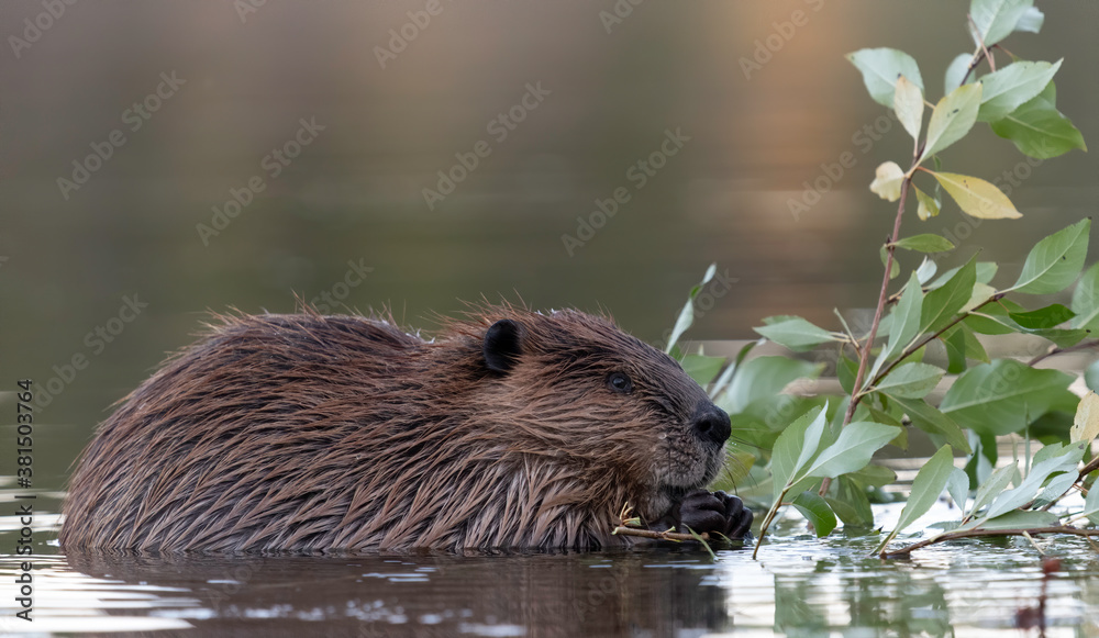 Wall mural beaver (castor), colter bay, grand teton national park, wyoming