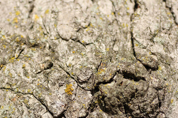 Bark with Lichen Close Up