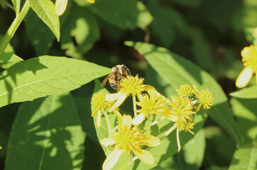 Bee Covered in Pollen from Yellow Flower