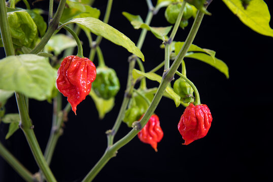 Carolina Reaper Red Hot Chili Pepper. Declared the hottest chili pepper in the world. Shot ripening on the plant with a black background. 1,641,183 Scoville Heat Units.