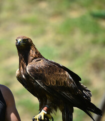 aguila real on spain