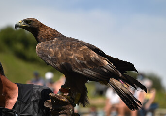 aguila real on spain