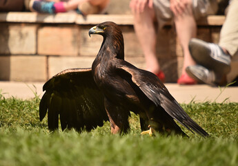 aguila real en españa