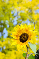 Happy bright yellow sunflower against a yellow and green fall tree background 
