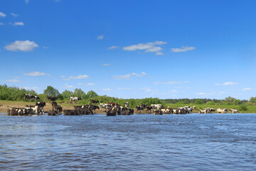 Fototapeta na wymiar Herd of cows grazing on the river bank
