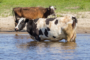 Two cows stand on the river bank. Close-up side view