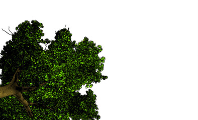 Foreground big tree drawing isolated on white BG