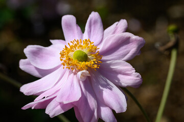 Fototapeta premium Closeup of pink Japanese Anemone blooming in a garden, as a nature background 
