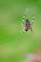 Closeup of spider in a web against a green background

