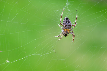 Closeup of spider in a web against a green background
