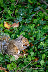 Naklejka na ściany i meble Fat squirrel feeding on a pinecone on an ivy-covered forest floor 
