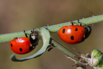 Close-up of a ladybird eating an aphid