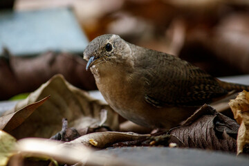 Cambaxirra - Troglodytes aedon