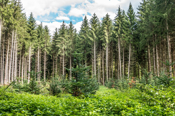 Neubepflanzung im Nadelwald
