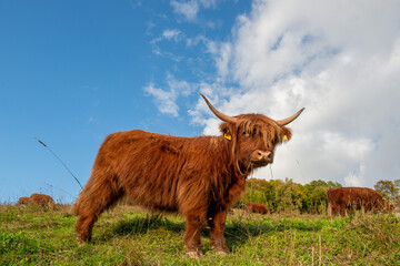 cows grazing in the mountains