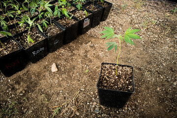 Small Cannabis Plant Clones on a Cannabis Farm. One clone sitting apart from others.
