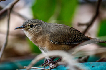Cambaxirra - Troglodytes aedon