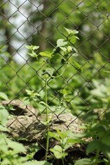 A green weed next to the fence